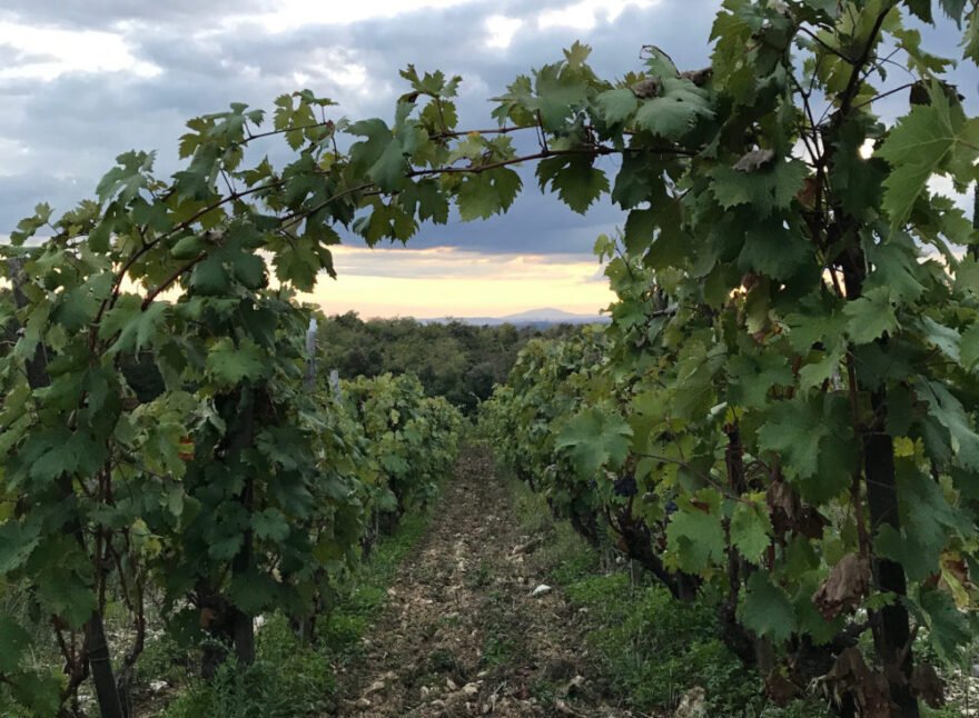 italian natural vineyard